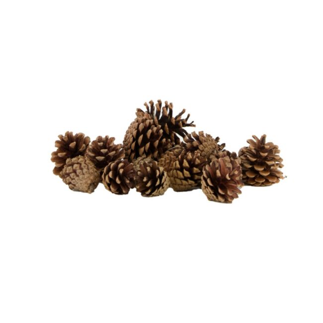X-MAS PINE CONE  NATURAL 250GR