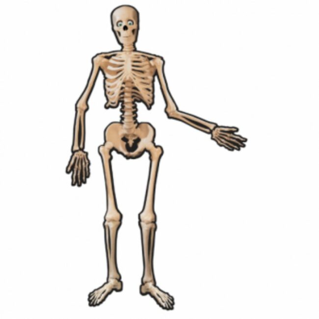 JOINTED CUTOUT SKELETON 134.6CM