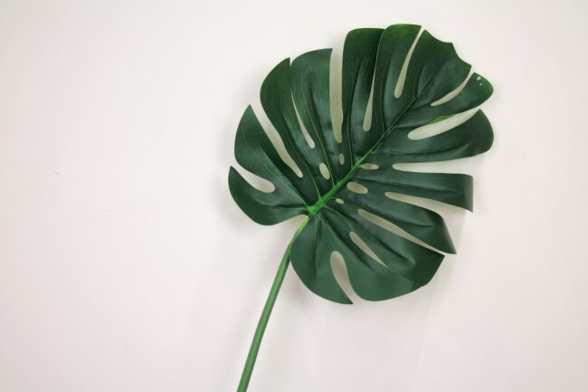 MONSTERA LEAF 27  X  1.5  X  90CM