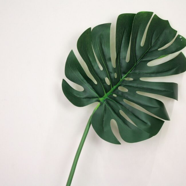 MONSTERA LEAF 27  X  1.5  X  90CM