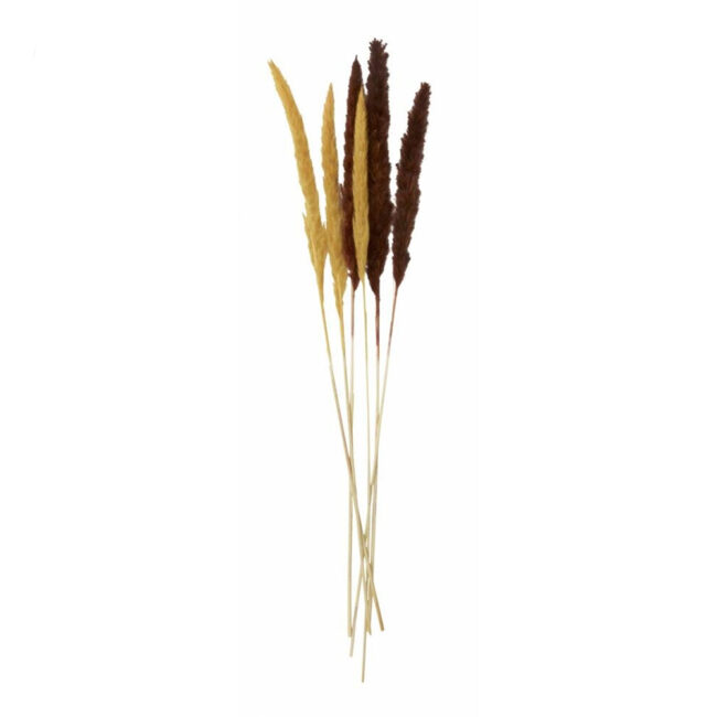 REED FLOWERS SMALL DARK RED/ORANGE