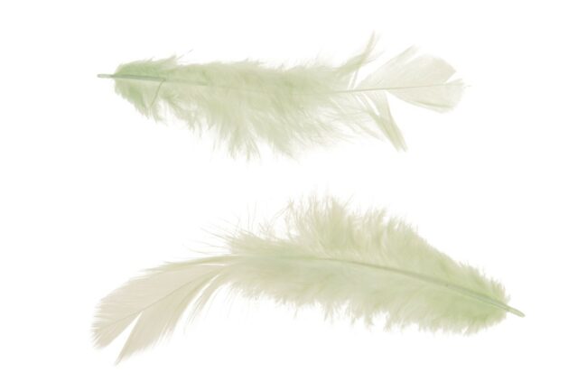 CHICKEN FEATHER LIGHT GREEN 25 PIECES 6CM