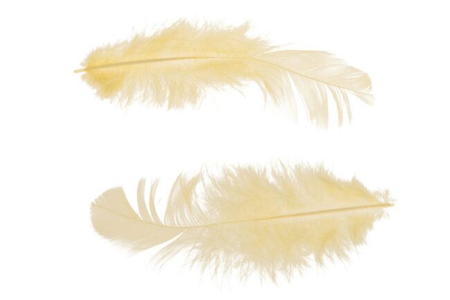 CHICKEN FEATHER YELLOW 25 PIECES 6CM