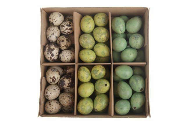 QUAIL EGGS GREEN MIX 72PCS