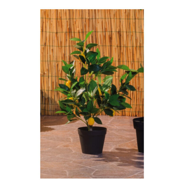 LEMON TREE IN VASE 16X60CM