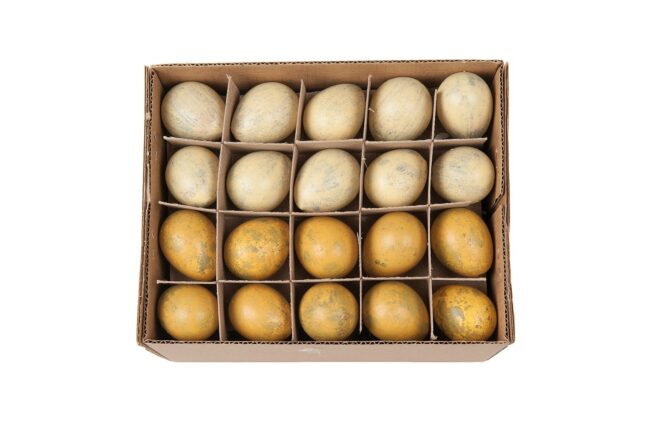 QUAIL EGGS YELLOW MIX 60PCS