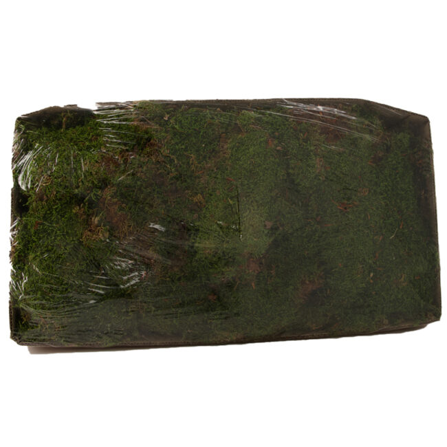 FLAT MOSS IN BOX 1KG