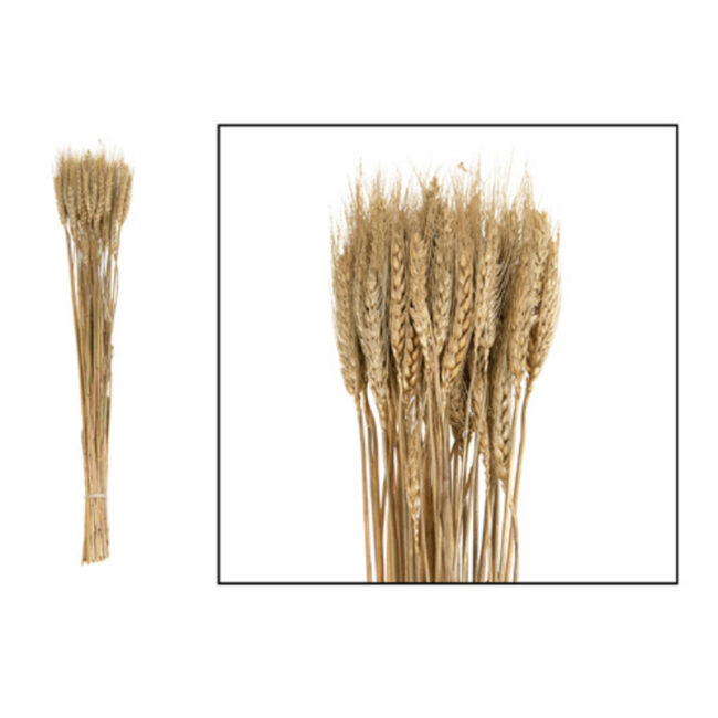 WHEAT GRASS NATURE GOLD-WASH 100GR - 60-65CM