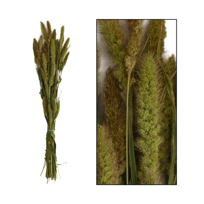 SETARIA BUNCH NATURAL