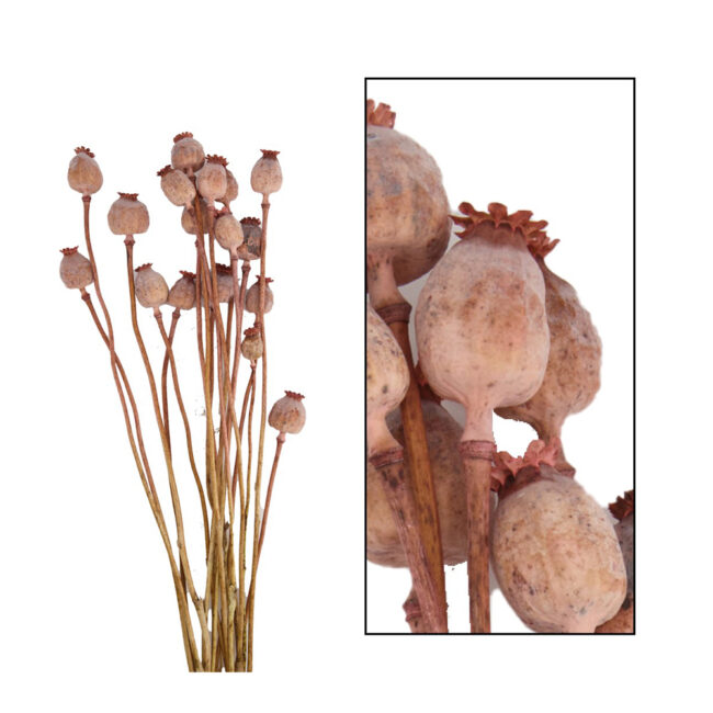 PAPAVER BUNCH HOLLAND PINK
