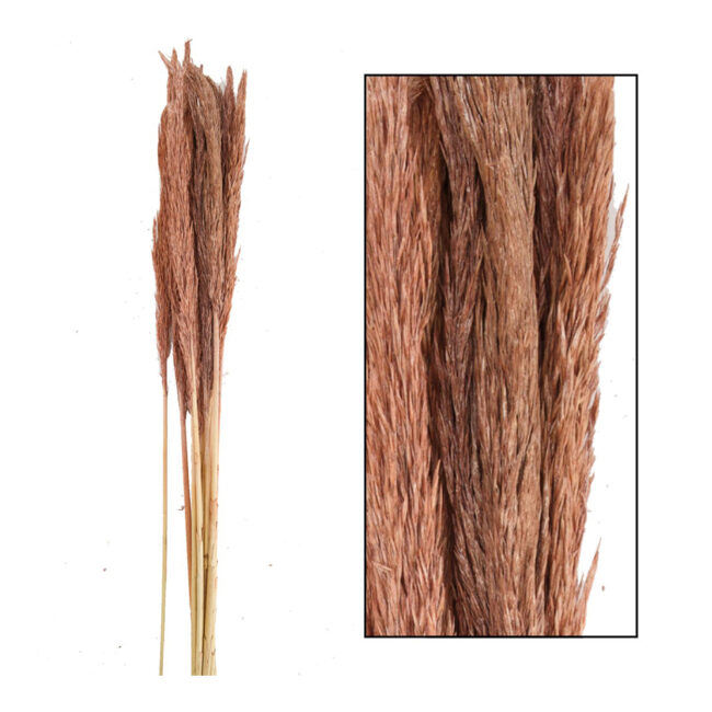 GRASS PLUME LENN OLD PINK 75CM - 10 PCS