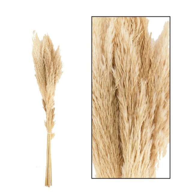 PAMPAS GRASS JAXX CREAM  65-75CM 6PCS