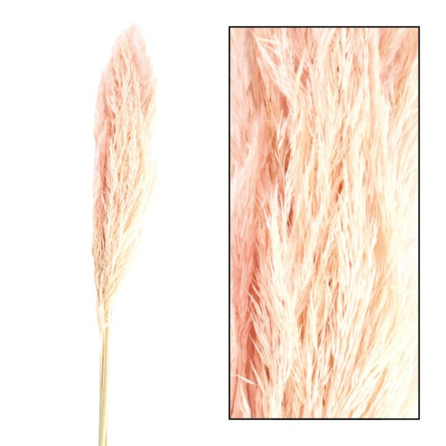 PAMPAS GRASS JAXX SALMON 65-75CM 6PCS