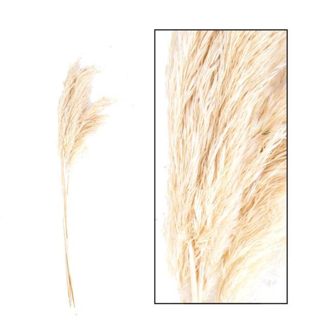 PAMPAS GRASS JAXX BLEACHED 65-75CM 6PCS