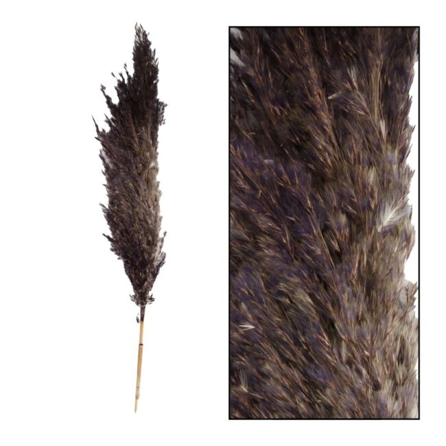 PAMPAS GRASS JAXX BLACK 65-75CM 6PCS