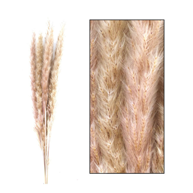 PAMPAS GRASS NATURAL 65-75CM 6PCS