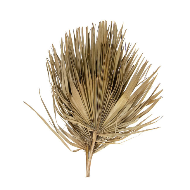 SUN FAN SPEAR CUT NATURAL 75CM - 5 PCS