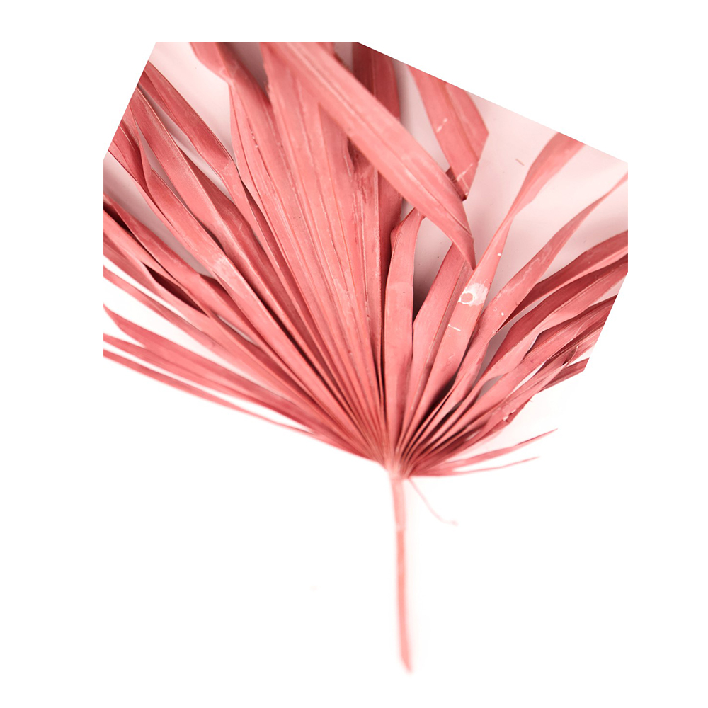 SUN FAN SPEAR CUT SALMON 75CM - 5 PCS