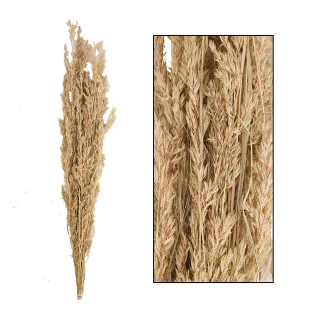 ALFONSO GRASS NATURAL 100CM