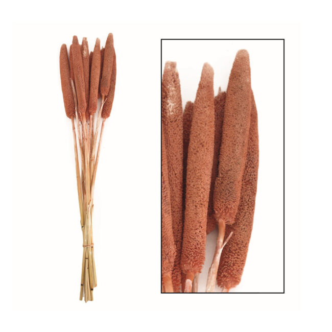 BABALA NATURE SALMON 70X15X5CM - 10 PCS