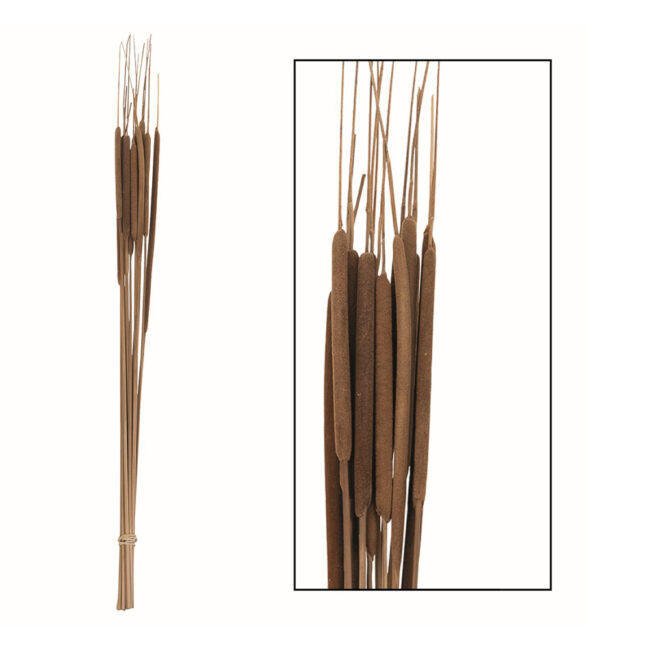 TYPHA SMALL NATURAL 70CM - 15 PCS