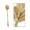 LAGARUS BUNDLE NATURAL 45-50CM - 35 PCS