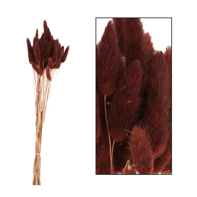 LAGARUS BUNDLE BROWN 45-50CM - 35 PCS
