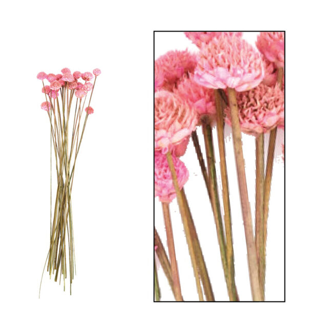 BLACK DAISY PINK 40CM - 20 PCS