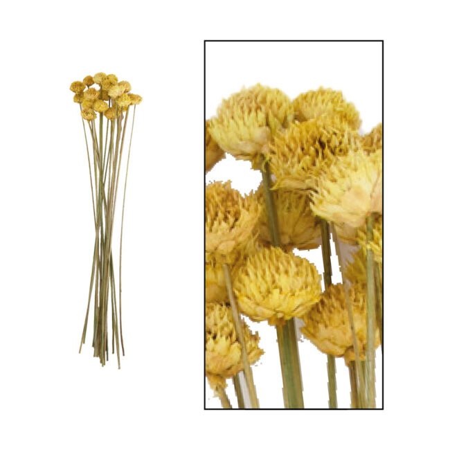 BLACK DAISY YELLOW 40CM - 20 PCS