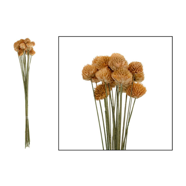 BLACK DAISY SKIN 40CM - 20 PCS