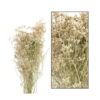 LIMONIUM WHITE