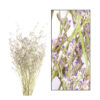 LIMONIUM BLUE