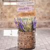 LIMONIUM BLUE - Image 2