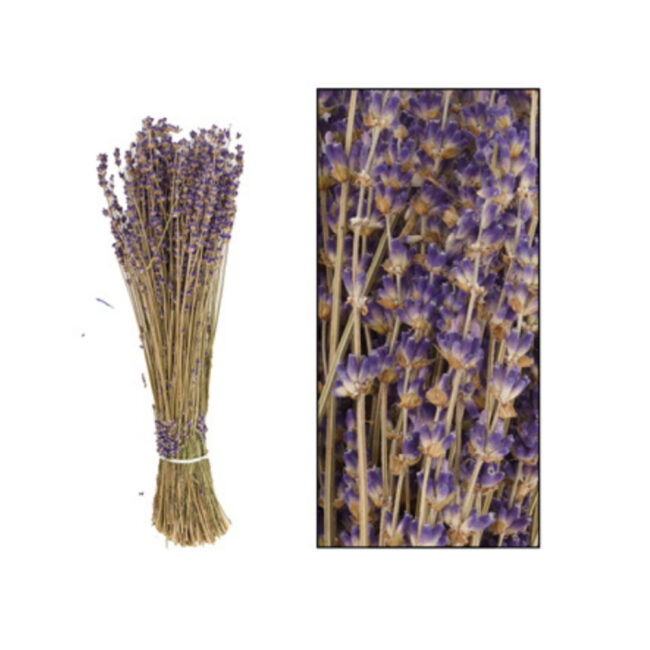 LAVENDER SHORT BRUNCH DARK BLUE