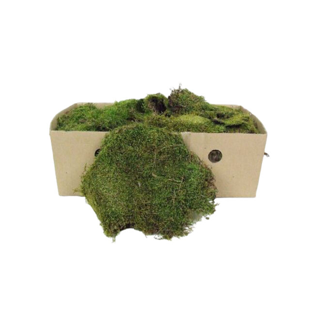 FLAT MOSS IN BOX 1KG - Image 5
