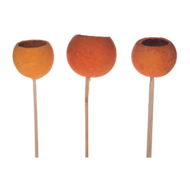 BELL CUP LARGE APRICOT 3 PCS
