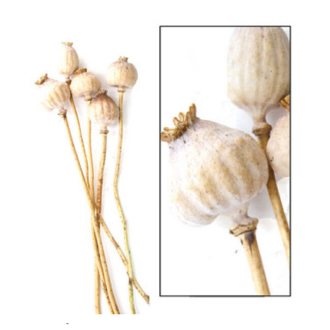 PAPAVER BUNCH GIGANTUM NATURAL 5 PCS