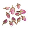 BLOSSOMS ROSEBUDS ENTIRELY PINK 7G