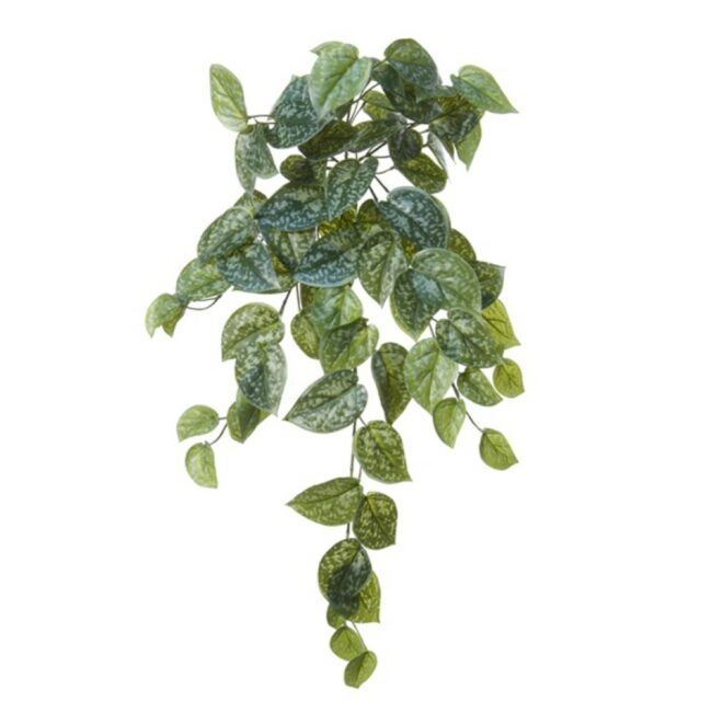 SCINDAPSUS GREEN HEADER 65CM