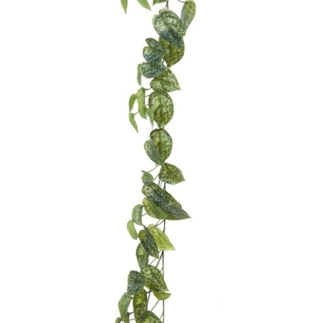SCINDAPSUS GREEN HEADER 180CM