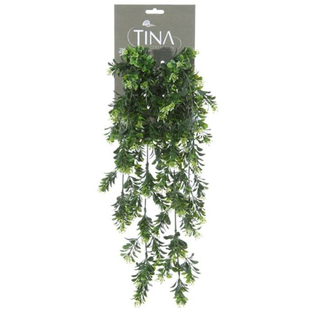 BOXWOOD FLOWERING GREEN WHITE HEADER 50CM