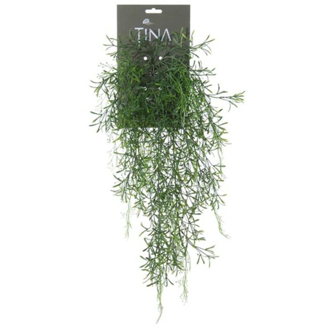 ASPARAGUS SPRENGERII VINE GREEN/WHITE HEADER 56CM