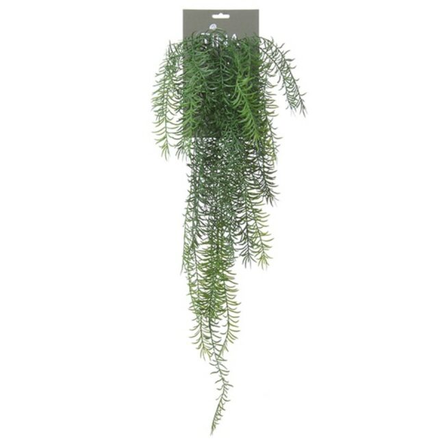 TAXUS CHINENSIS GREEN HEADER 75CM