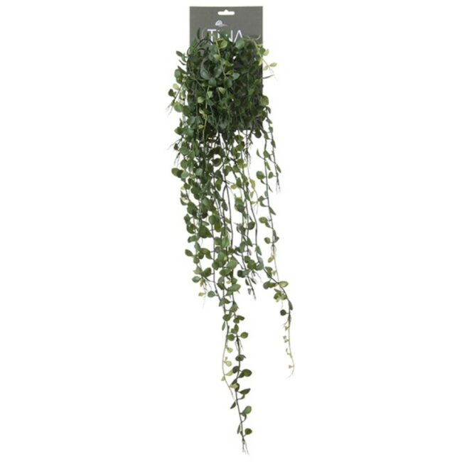 DISCHIDIA VINE GREEN HEADER 85CM