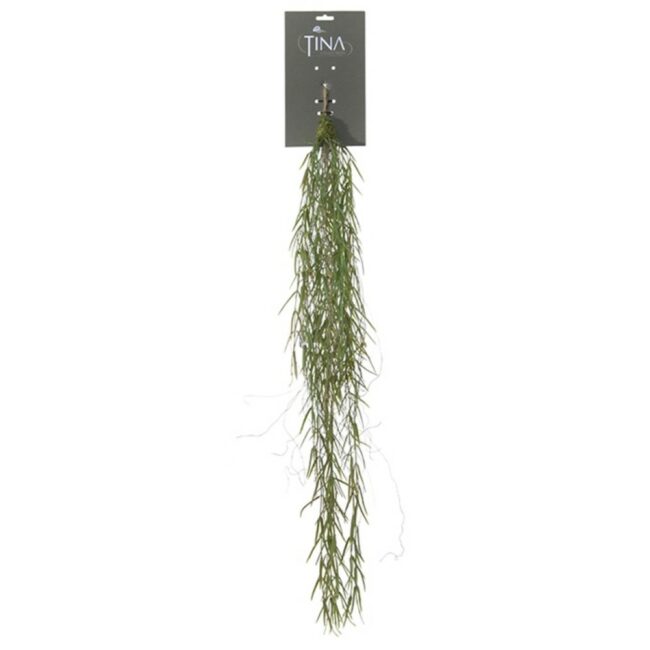 HOYA LINEARIS GREEN HEADER 95CM