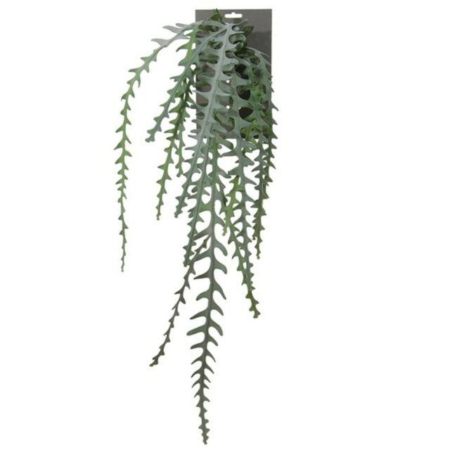 CACTUS EPIPHYLLUM VINE GREEN HEADER 90CM