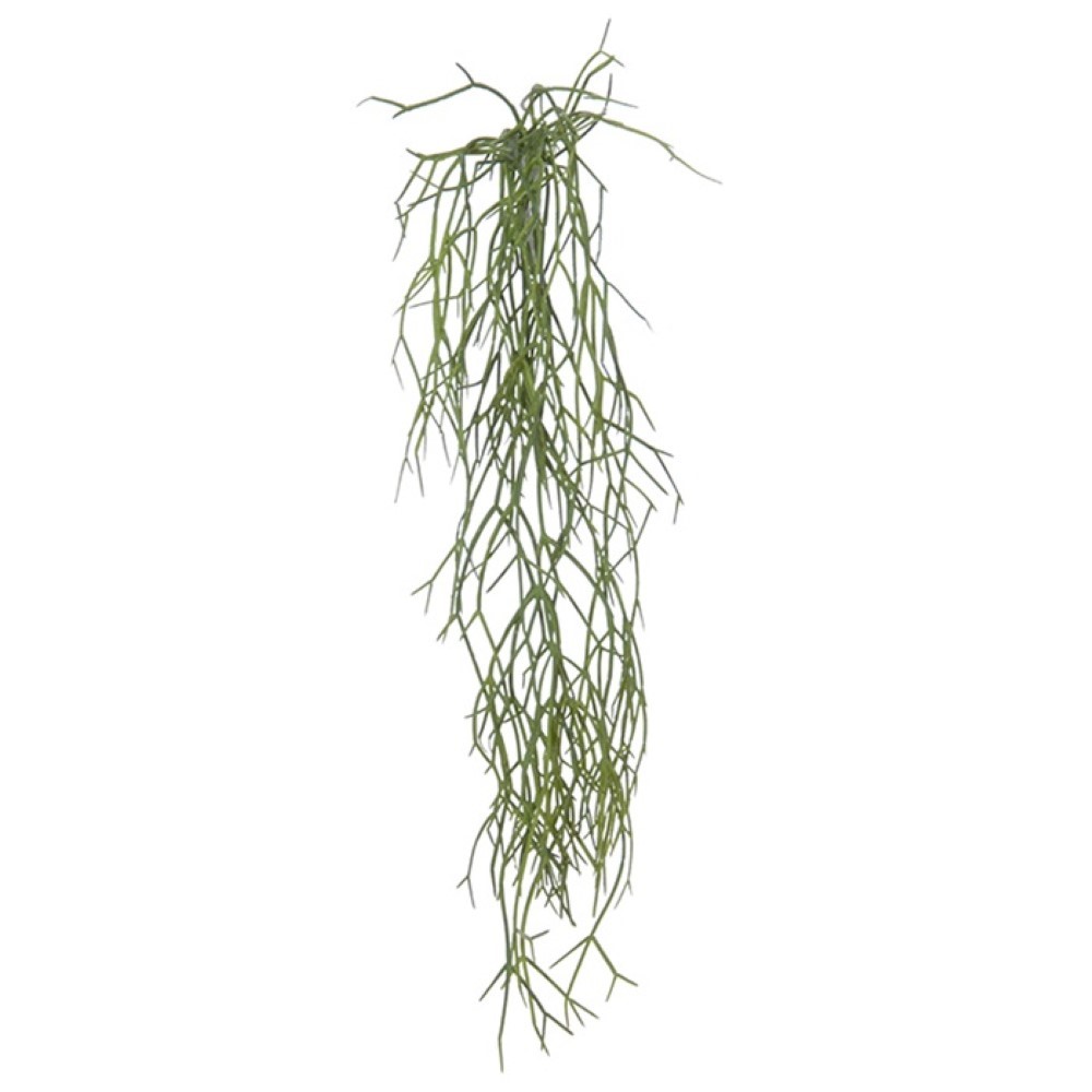 RHIPSALIS VINE GREEN HEADER 60CM - Pergamos