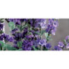 LAVENDER IN VASE ASSORTED 6.5X13CM - Image 2