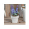 LAVENDER IN VASE ASSORTED 6.5X13CM