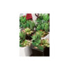 POT WITH HANGER ASSORTED 7X10CM - Image 2